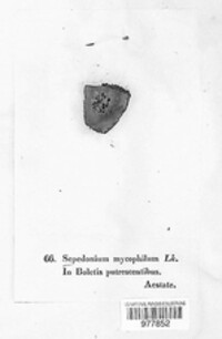 Hypomyces chrysospermus image